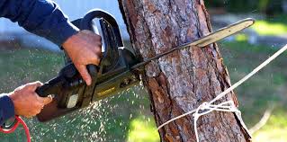 Best Firewood Processing and Delivery  in Madison Heights, VA