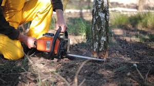 Best Tree Risk Assessment  in Madison Heights, VA
