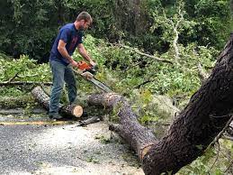 Best Tree Cabling and Bracing  in Madison Heights, VA