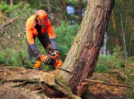 Best Tree Preservation Services  in Madison Heights, VA