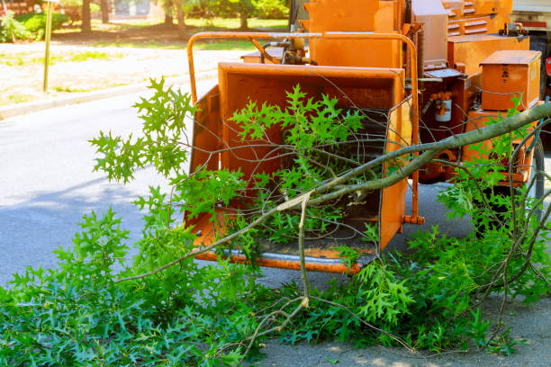 Best Arborist Consultation Services  in Madison Heights, VA
