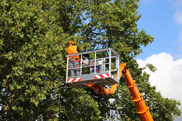 Best Tree Trimming and Pruning  in Madison Heights, VA