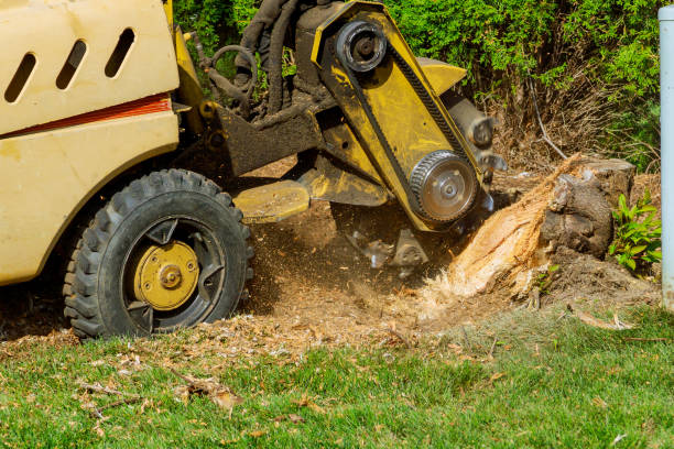 How Our Tree Care Process Works  in  Madison Heights, VA