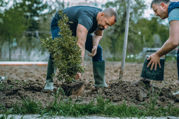 Best Fruit Tree Pruning  in Madison Heights, VA