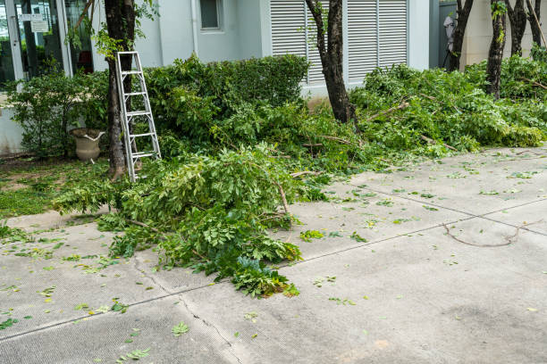 Best Tree and Shrub Care  in Madison Heights, VA