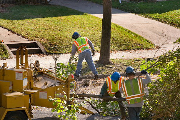 Best Landscape Design and Installation  in Madison Heights, VA