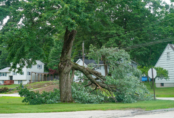  Madison Heights, VA Tree Services Pros