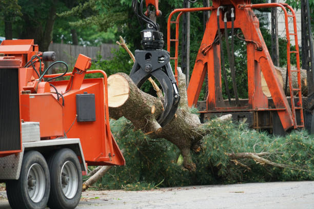 Best Lot and Land Clearing  in Madison Heights, VA