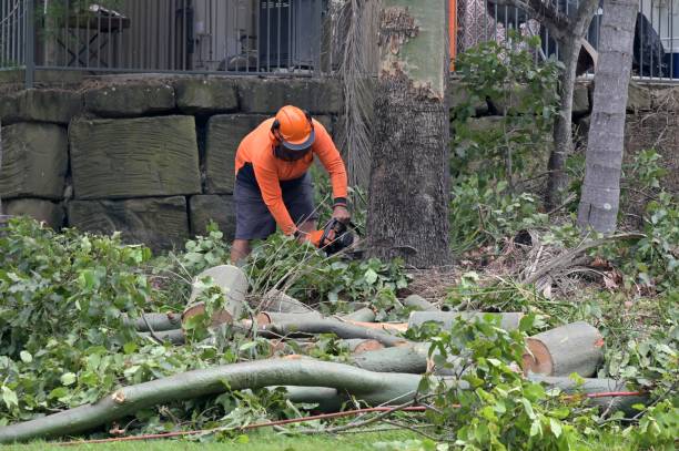 Best Tree Disease Treatment  in Madison Heights, VA