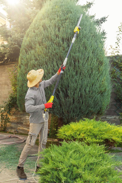 Best Leaf Removal  in Madison Heights, VA