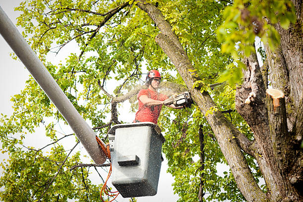 Best Tree Health Inspection  in Madison Heights, VA