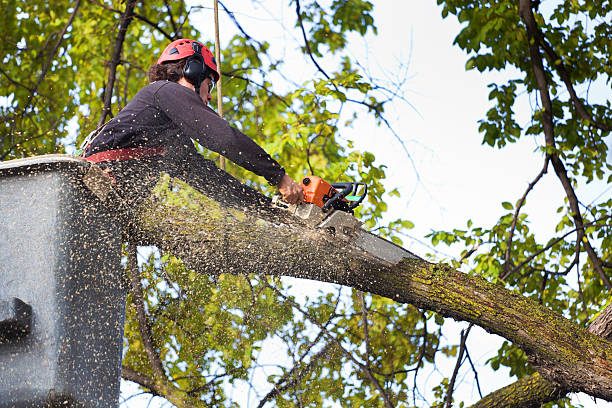 Best Weed Control  in Madison Heights, VA