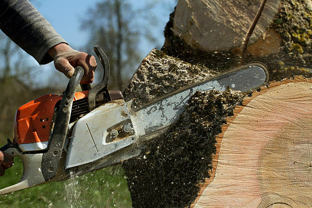 Best Utility Line Clearance  in Madison Heights, VA