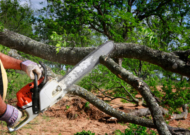 Best Tree Removal  in Madison Heights, VA