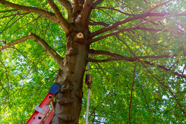 Madison Heights, VA Tree Services Company